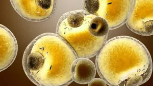 Ilustrační obrázek